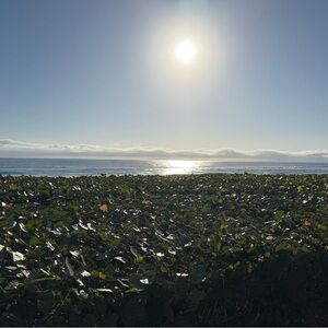 Meet your Posher, Lumi jade